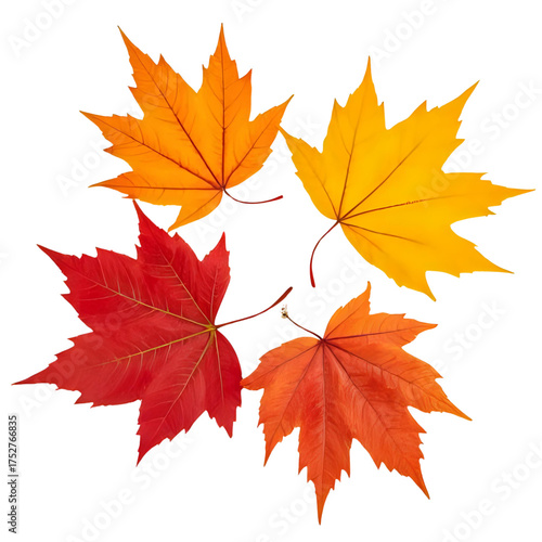 A vibrant quartet of autumn maple leaves in full seasonal color with a on transparent background