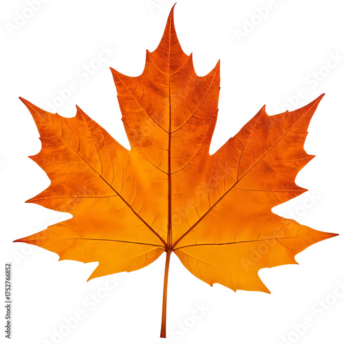 Vivid autumnal maple leaf with warm golden hues symbolizing the beauty of on transparent background