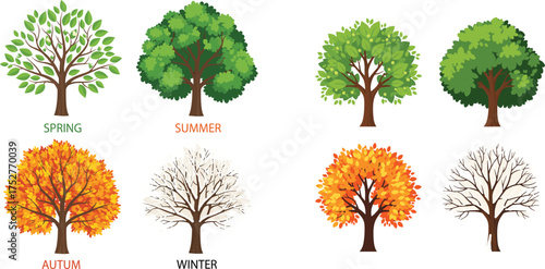 flat vector illustration showcases how deciduous trees change throughout the four major seasons, from the vibrant green of spring and summer 