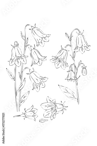 bluebell flowers. coloring book