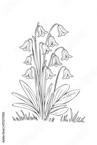 bluebell flowers. coloring book