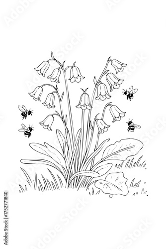 bluebell flowers. coloring book