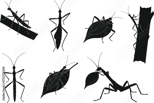 Mantis and leaf insect silhouettes in seven poses on branches and leaves, cartoon entomology illustration, anatomy concept, white background
