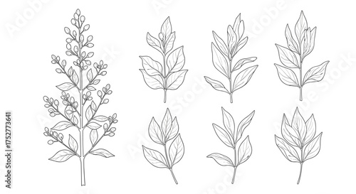 Botanical illustration of a flowering plant branch and separate leaves in a sketch style.