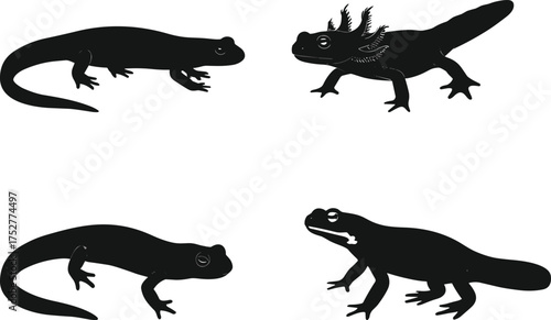 Salamander and newt silhouettes in four anatomical poses, cartoon amphibian illustration, developmental morphology concept, nature study theme, white background