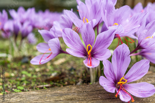 Crocus sativus Safran-Krokus Habitus in Blüte mit Narbenfäden zur Gewinnung von Safran