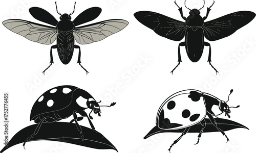 Stylized flies and ladybugs in four insect illustrations, cartoon entomology artwork, anatomical insect concept, nature study theme, white backgroundStylized flies 