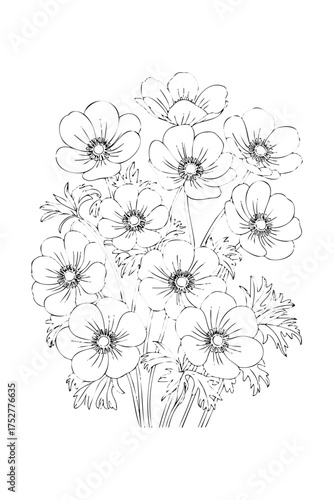 anemones, coloring book for adults