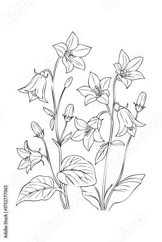 bluebell flowers. coloring book