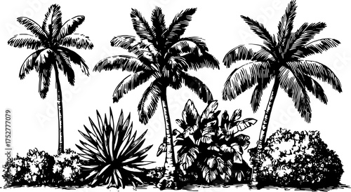 Palm tree and plant outline in vintage style. Detailed black and white vector illustration of foliage set in a tropical landscape.