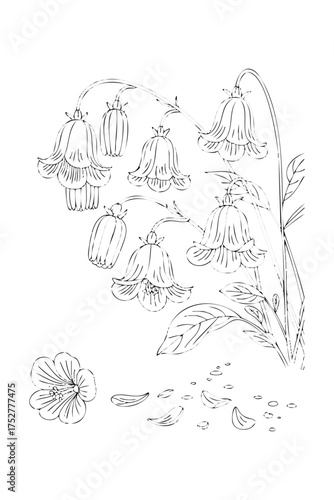 bluebell flowers. coloring book