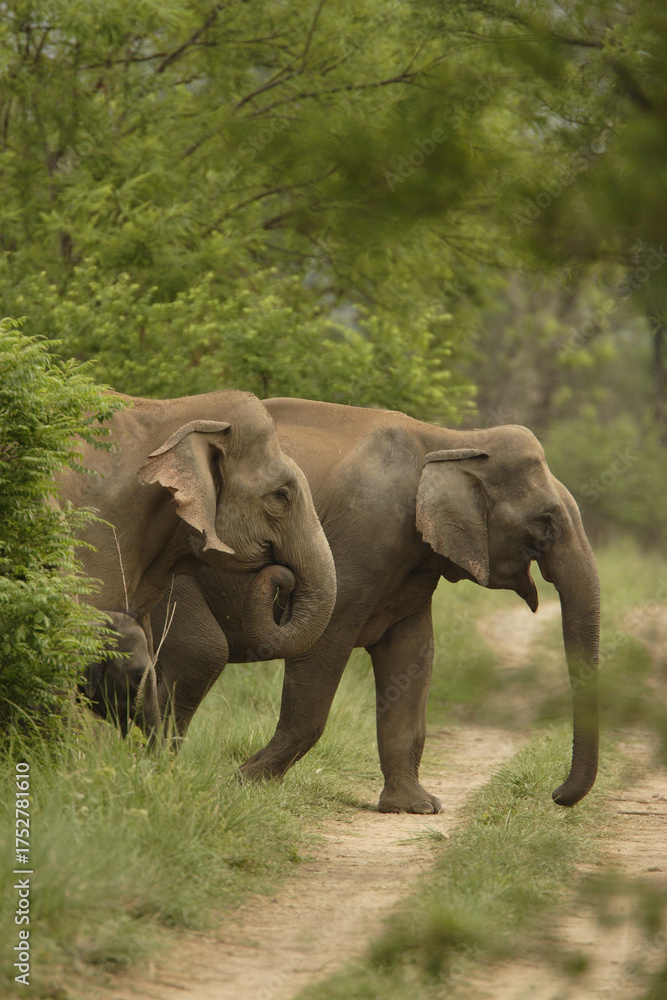 Fototapeta premium Asiatic Elephant family Jim Corbett National Park wildlife sanctuary Uttarakhand India