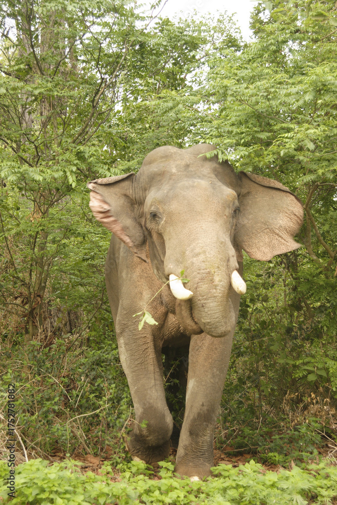 Naklejka premium elephant in the wild