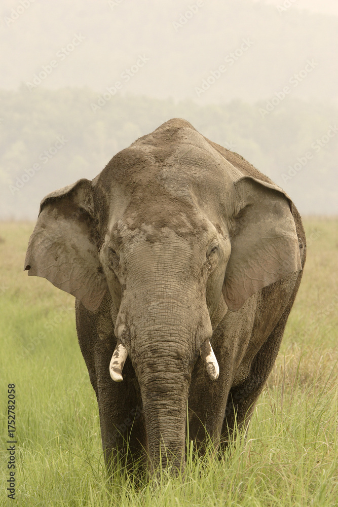 Obraz premium Asiatic Elephant tusker Jim Corbett National Park wildlife sanctuary Uttarakhand India