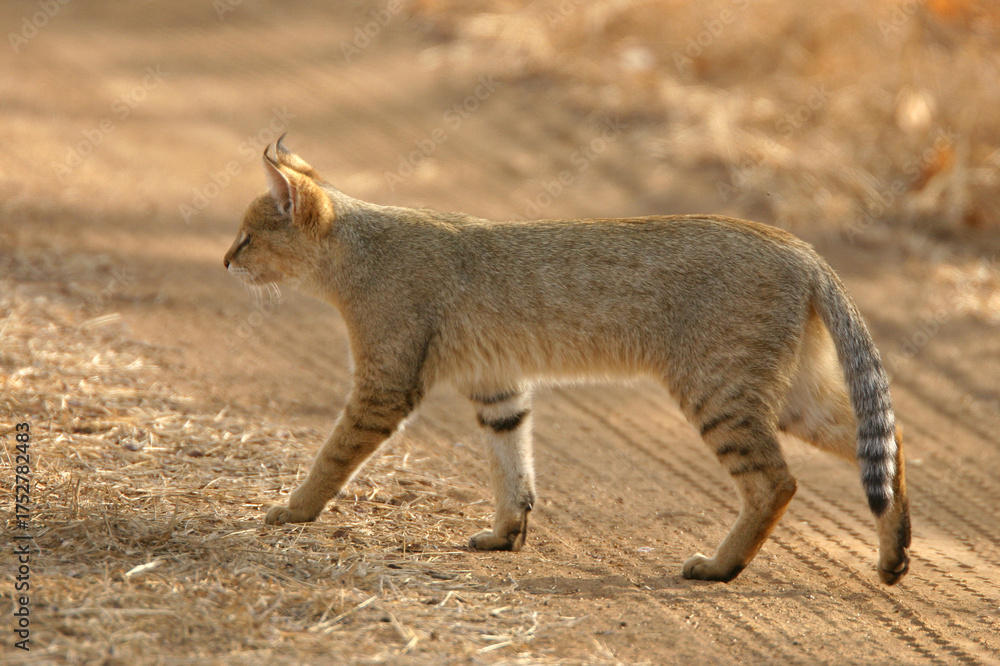 Fototapeta premium cat walking in the wild
