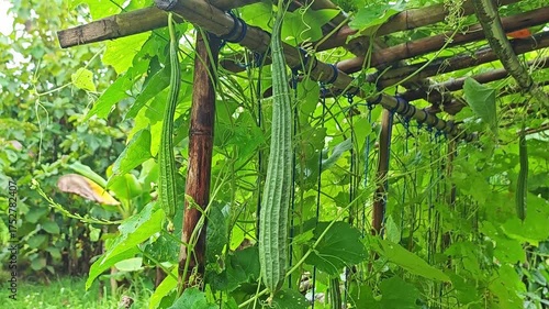 sponge gourd in garden
