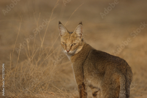 Canvas Print cat in the wild