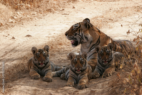 Εκτύπωση καμβά Tiger tigress cubs sitting Ranthambore Tiger Reserve National Park Rajasthan Ind