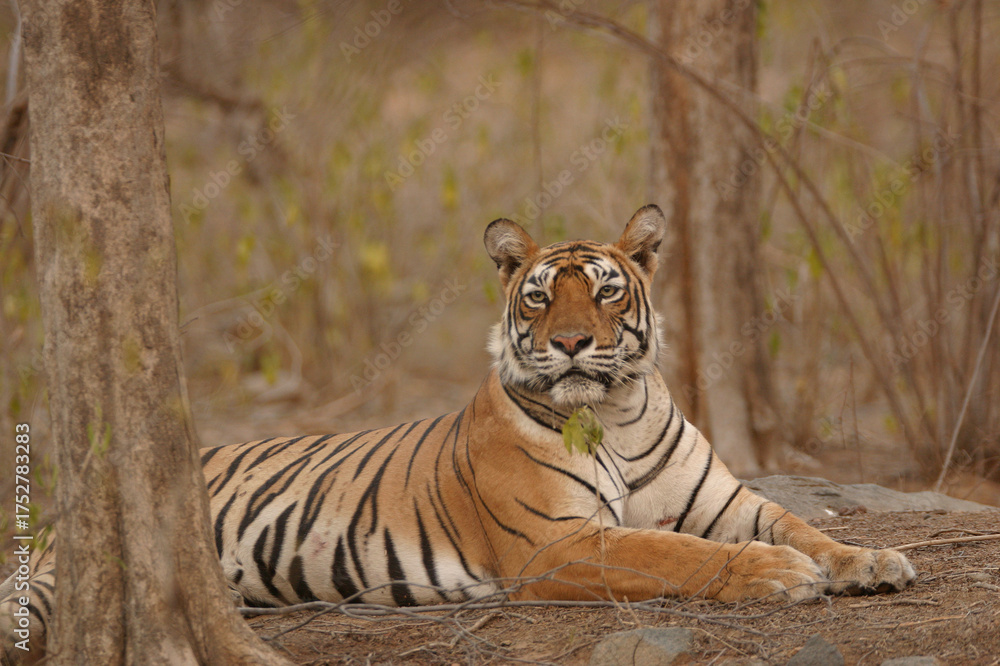 Fototapeta premium Tiger sitting Ranthambore Tiger Reserve National Park Rajasthan India