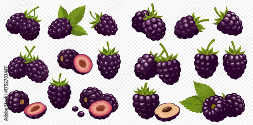 Illustration of blackberries with and without leaves, some sliced in half.