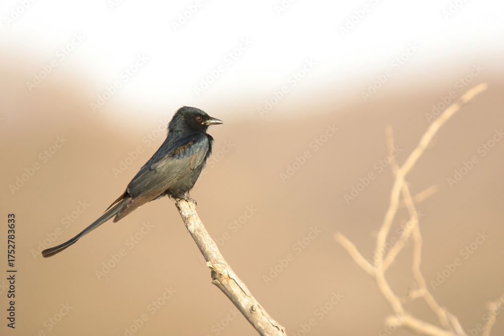 Obraz premium black drongo on branch