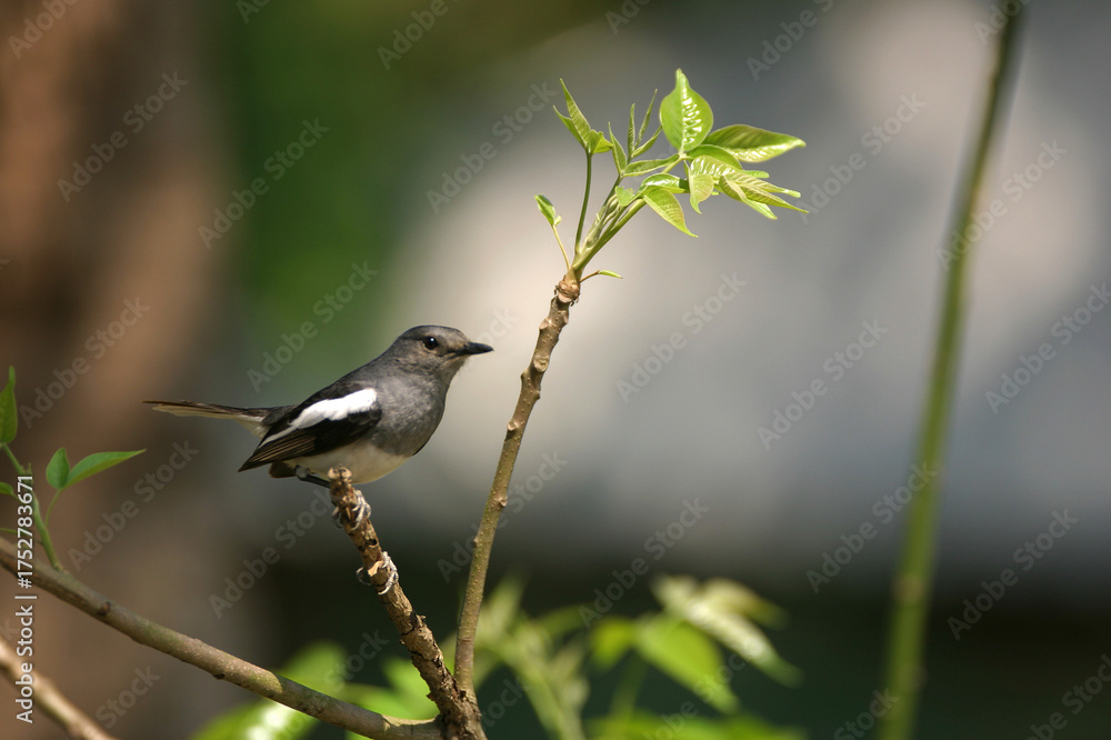 Obraz premium magpie-robin on a branch