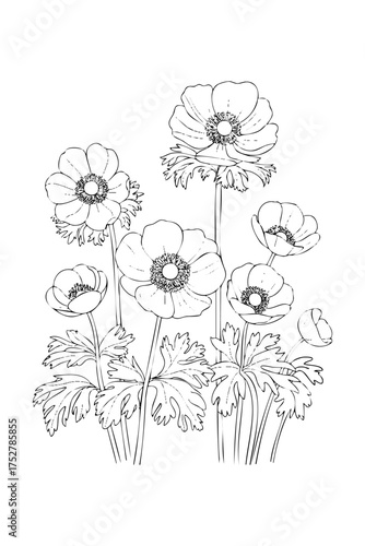 anemones, coloring book for adults