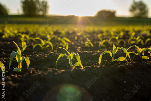 Young corn seedlings are growing in a field bathed in warm morning light, signaling the start of a promising crop season