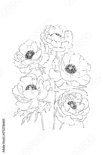 peonies , coloring book for adults