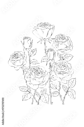 roses. coloring book