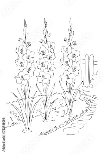 gladioli, coloring book