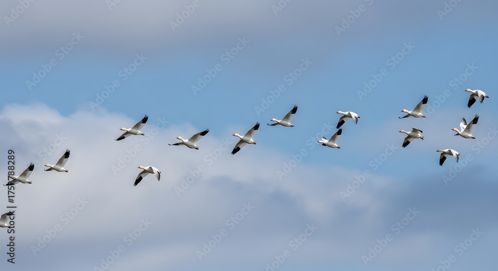 Obraz premium A flock of white geese, with black wingtips, flying in a V-formation against a cloudy sky