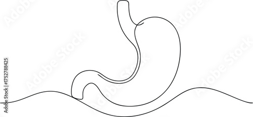 Minimalist black line drawing of a human stomach human anatomy