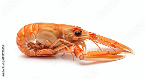 Isolated Cooked Langoustine or Norway Lobster on White Background Gourmet Seafood Ingredient