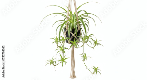 Lush Green Spider Plant Chlorophytum comosum in Macrame Hanger Isolated on White Background