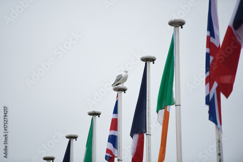 drapeaux internationaux et goéland à Dinard