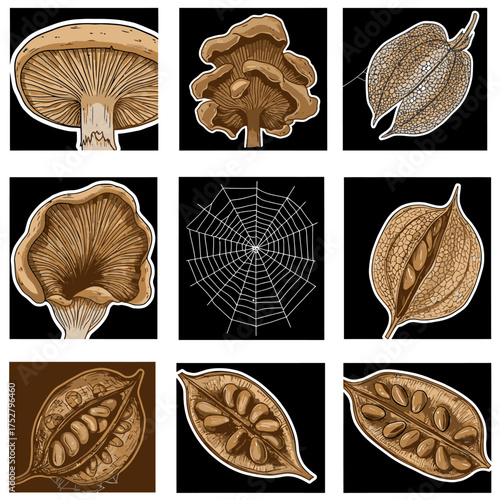Vintage sepia-toned botanical and natural illustrations feature mushrooms, intricate spider webs, and dried seed pods against a dark background.