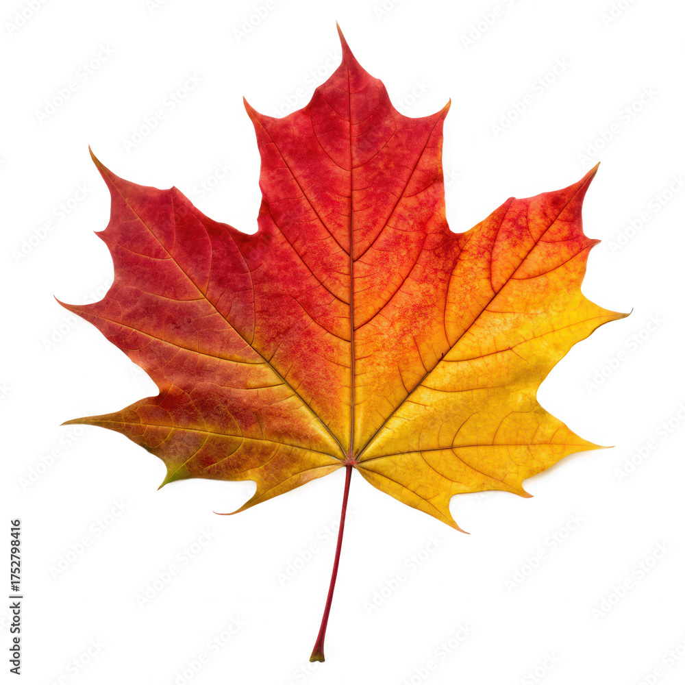 Fototapeta premium Changing leaves in Autumn PNG concept. A vibrant autumn leaf showcasing red and yellow hues with intricate vein patterns.