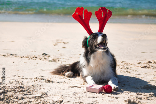 dog with reindeer antlers hat at christmas on the beach
