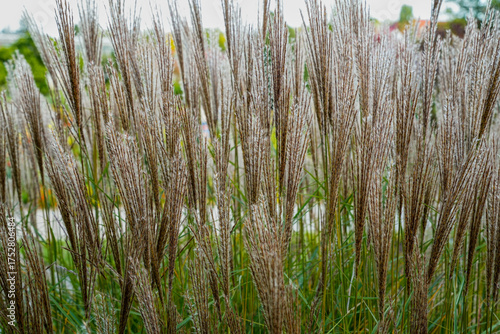 Close-up of Miscanthus or silvergrass, plants in the grass family, Poaceae