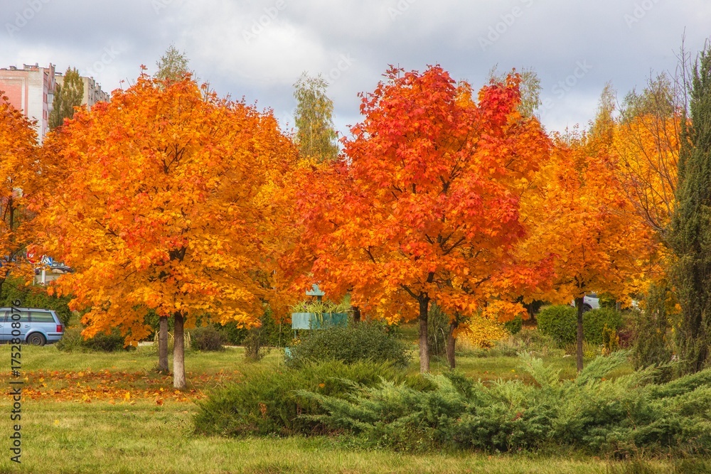 Obraz premium Bright colors of the autumn urban landscape