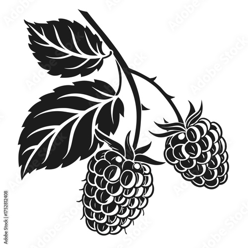 Stylized black and white raspberries on a branch with leaves