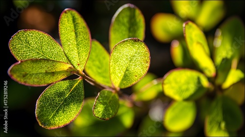Fresh blueberry leaves with vibrant green tones, captured in macro detail under natural sunlight.