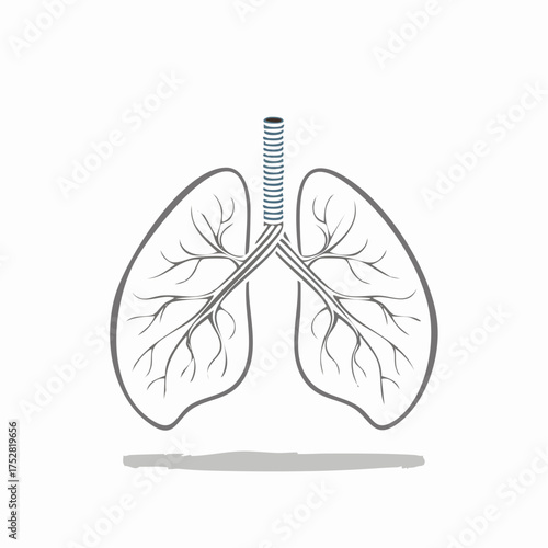 Simplified Anatomical Illustration of Human Respiratory System Lungs.