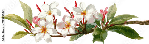 White frangipani flower with green leaves and branch with clipping path