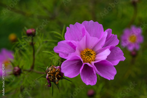 Beautiful bushes of flowering cosmos. They bloom until late autumn.