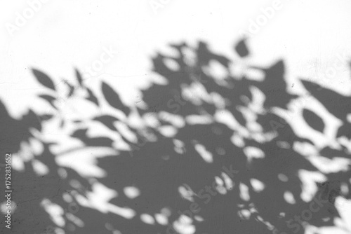 Natural arecaceae leaf shadows on white wall blurred background nature fresh wallpaper concept, for background design for text.