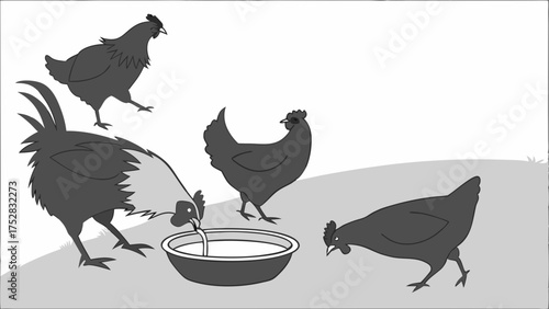 Farm Rooster and Chickens Drinking Water from Bowl. Rural Poultry and Livestock Illustration for Agricultural and Farm Life Content.