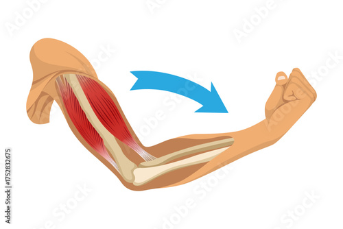 Arm muscle biceps with skeleton. Muscle tension of human hand on white background. Bones and joints in male silhouette. Medical vector illustration of hand for clinic or hospital