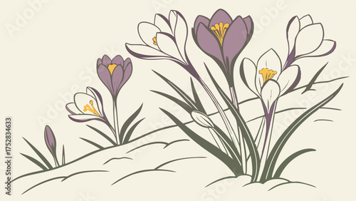 Stylized Crocus Flowers Blooming in Early Spring Snow Illustration for Seasonal Marketing Web Design Nature Themes and Fresh Beginnings